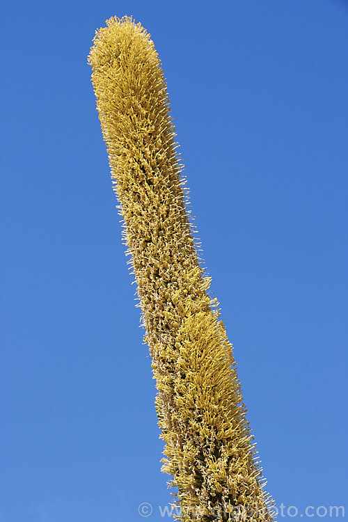 The top of the flower stem of the Octopus Agave or Amole (<i>Agave vilmoriniana</i>), a large rosette-forming monocarpic succulent native to Mexico, where it occurs at elevations of up to 1700m. The thick, fleshy leaves are smooth-edged, relatively narrow on mature plants and often have a slight longitudinal twist. The flower stems are up to 3.5m tall and when developing the buds of the creamy yellow flowers are protected by a dense covering of narrow pinkish-purple bracts that are almost hair-like at the tip of the flower stem. Order: Asparagales, Family: Asparagaceae