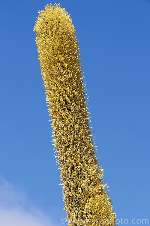 The top of the flower stem of the Octopus Agave or Amole (<i>Agave vilmoriniana</i>), a large rosette-forming monocarpic succulent native to Mexico, where it occurs at elevations of up to 1700m. The thick, fleshy leaves are smooth-edged, relatively narrow on mature plants and often have a slight longitudinal twist. The flower stems are up to 3.5m tall and when developing the buds of the creamy yellow flowers are protected by a dense covering of narrow pinkish-purple bracts that are almost hair-like at the tip of the flower stem. Order: Asparagales, Family: Asparagaceae