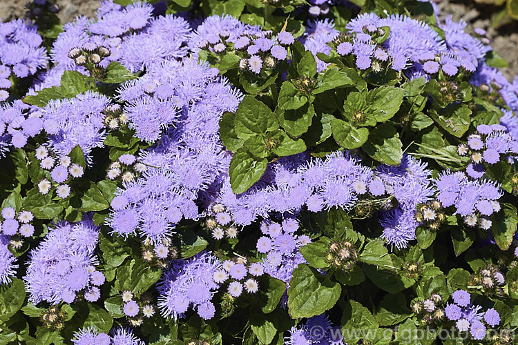 <i>Ageratum houstonianum</i> 'Aloha Blue', a popular compact, long-flowering. F1 hybrid of this summer-flowering annual that originated in Central America and the West Indies 'Aloha Blue' grows to around 40cm high and wide. Order: Asterales, Family: Asteraceae