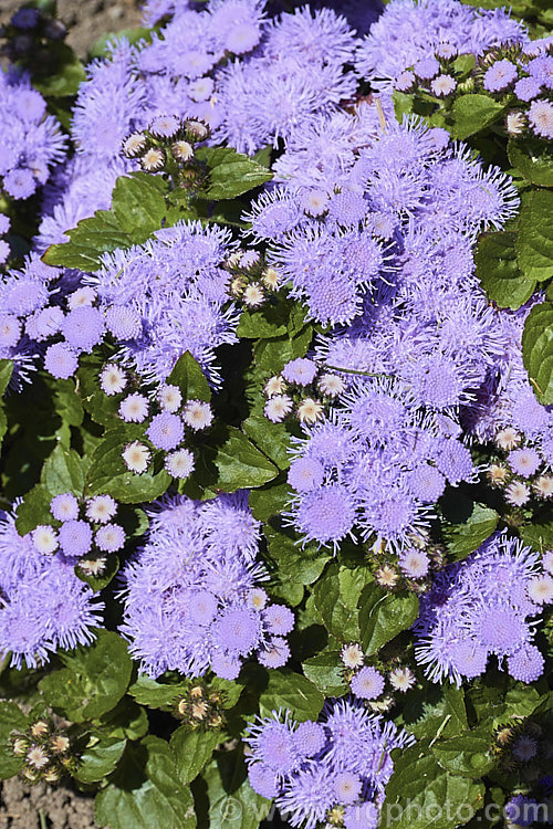 <i>Ageratum houstonianum</i> 'Aloha Blue', a popular compact, long-flowering. F1 hybrid of this summer-flowering annual that originated in Central America and the West Indies 'Aloha Blue' grows to around 40cm high and wide. Order: Asterales, Family: Asteraceae