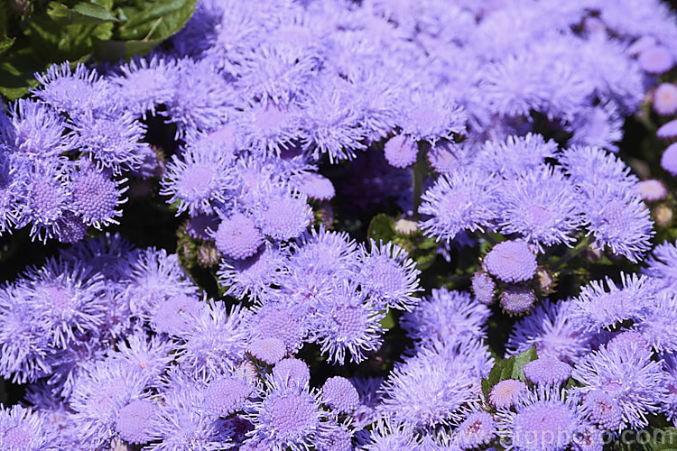 <i>Ageratum houstonianum</i> 'Aloha Blue', a popular compact, long-flowering F1 hybrid of this summer-flowering annual that originated in Central America and the West Indies 'Aloha Blue' grows to around 40cm high and wide. Order: Asterales, Family: Asteraceae