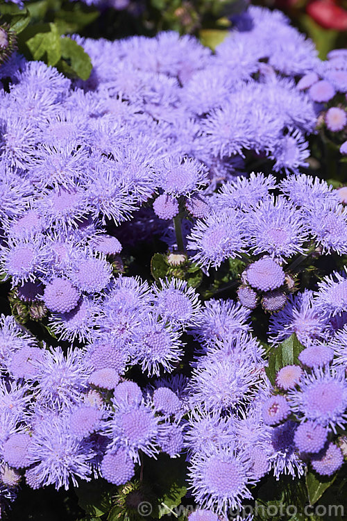 <i>Ageratum houstonianum</i> 'Aloha Blue', a popular compact, long-flowering F1 hybrid of this summer-flowering annual that originated in Central America and the West Indies 'Aloha Blue' grows to around 40cm high and wide. Order: Asterales, Family: Asteraceae