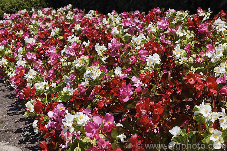 Bedding Begonias or Wax Begonias (<i>Begonia semperflorens-cultorum hybrids</i>). Derived from several fibrous-rooted species, these small-flowered hybrids occur in green- and red-leaved forms and in a range of flower colours. Although perennial, they are frost-tender and are usually treated as annuals. Order: Cucurbitales, Family: Begoniaceae