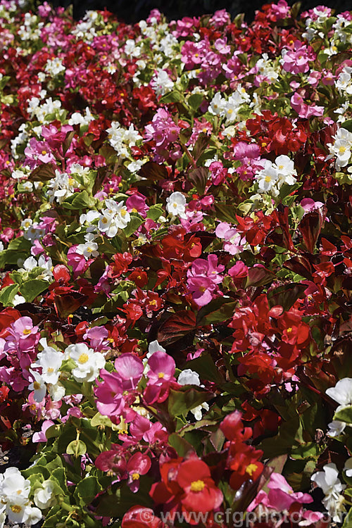 Bedding Begonias or Wax Begonias (<i>Begonia semperflorens-cultorum hybrids</i>). Derived from several fibrous-rooted species, these small-flowered hybrids occur in green- and red-leaved forms and in a range of flower colours. Although perennial, they are frost-tender and are usually treated as annuals. Order: Cucurbitales, Family: Begoniaceae