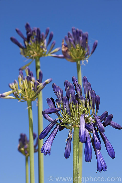 <i>Agapanthus inapertus</i>, a deciduous, summer-flowering perennial native to South Africa. Its strappy, slightly glaucous leaves are up 70cm long and quite densely crowded. The deep purple-blue flowers, the lower of which are pendulous, are borne in fairly small heads atop stems that are typically around 1.2m tall. Order: Asparagales, Family: Amaryllidaceae