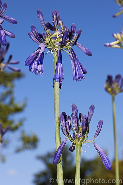 <i>Agapanthus inapertus</i>, a deciduous, summer-flowering perennial native to South Africa. Its strappy, slightly glaucous leaves are up 70cm long and quite densely crowded. The deep purple-blue flowers, the lower of which are pendulous, are borne in fairly small heads atop stems that are typically around 1.2m tall. Order: Asparagales, Family: Amaryllidaceae