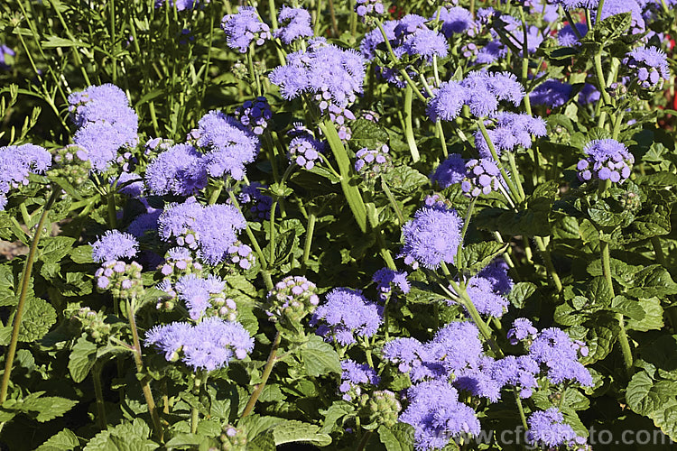 <i>Ageratum houstonianum</i> 'Blue Horizon', a large, bushy. F1 hybrid ageratum with mid-blue flowerheads in clusters up to 10cm wide. It can grow to 70cm tall x 50cm wide. Order: Asterales, Family: Asteraceae