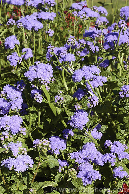 <i>Ageratum houstonianum</i> 'Blue Horizon', a large, bushy. F1 hybrid ageratum with mid-blue flowerheads in clusters up to 10cm wide. It can grow to 70cm tall x 50cm wide. Order: Asterales, Family: Asteraceae