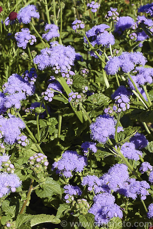 <i>Ageratum houstonianum</i> 'Blue Horizon', a large, bushy. F1 hybrid ageratum with mid-blue flowerheads in clusters up to 10cm wide. It can grow to 70cm tall x 50cm wide. Order: Asterales, Family: Asteraceae