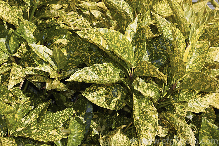 Aucuba japonica 'Mr Goldstrike', a Japanese Laurel cultivar with bold variegated foliage. The leaf colouration is very like that of 'Crotonoides', but 'Mr Goldstrike' is a male plant and consequently does not fruit, whereas 'Crotonoides' is a female and has red berries. aucuba-2280htm'>Aucuba. <a href='garryaceae-plant-family-photoshtml'>Garryaceae</a>.