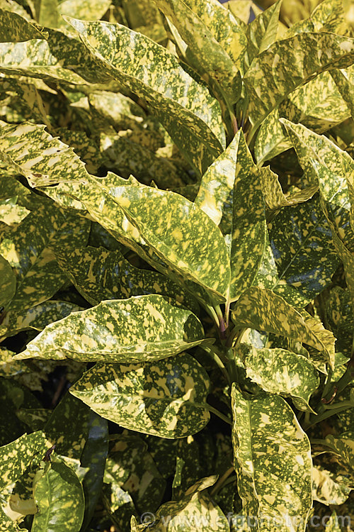 Aucuba japonica 'Mr Goldstrike', a Japanese Laurel cultivar with bold variegated foliage. The leaf colouration is very like that of 'Crotonoides', but 'Mr Goldstrike' is a male plant and consequently does not fruit, whereas 'Crotonoides' is a female and has red berries. aucuba-2280htm'>Aucuba. <a href='garryaceae-plant-family-photoshtml'>Garryaceae</a>.