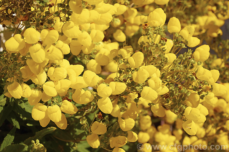 Calceolaria integrifolia, a shrubby, long-flowering calceolaria native to Argentina andChile. It can grow to as much as 18m tall, though is usually best kept trimmed, as it tends to become leggy. The plant blooms throughout the warmer months and in a mild climate is seldom without flowers. The flowers are typically yellow but there is also and orange-bronze-flowered form.