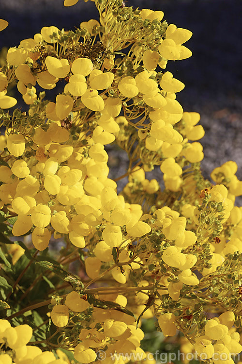 Calceolaria integrifolia, a shrubby, long-flowering calceolaria native to Argentina andChile. It can grow to as much as 18m tall, though is usually best kept trimmed, as it tends to become leggy. The plant blooms throughout the warmer months and in a mild climate is seldom without flowers. The flowers are typically yellow but there is also and orange-bronze-flowered form.