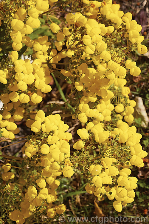 Calceolaria integrifolia, a shrubby, long-flowering calceolaria native to Argentina andChile. It can grow to as much as 18m tall, though is usually best kept trimmed, as it tends to become leggy. The plant blooms throughout the warmer months and in a mild climate is seldom without flowers. The flowers are typically yellow but there is also and orange-bronze-flowered form.