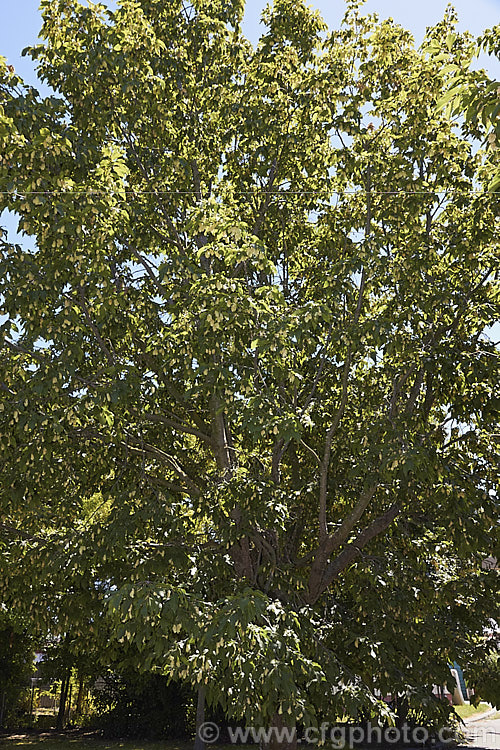 Japanese Hornbeam (<i>Carpinus japonica</i>), a deciduous tree up to 15m tall. It is native to Japan, produces flower catkins to 6cm long in spring and from midsummer carries conspicuous hop-like clusters of seeds enclosed in a papery membrane, as seen here. The serrated leaves are up 5-10cm long. Order: Fagales, Family: Betulaceae