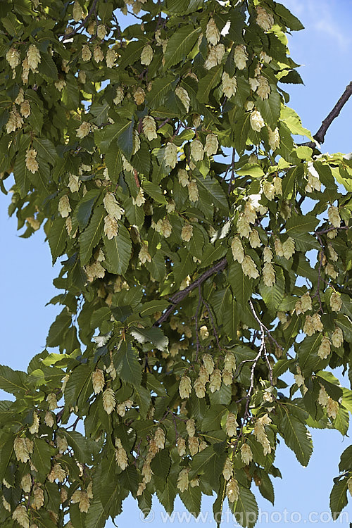 Japanese Hornbeam (<i>Carpinus japonica</i>), a deciduous tree up to 15m tall. It is native to Japan, produces flower catkins to 6cm long in spring and from midsummer carries conspicuous hop-like clusters of seeds enclosed in a papery membrane, as seen here. The serrated leaves are up 5-10cm long. Order: Fagales, Family: Betulaceae