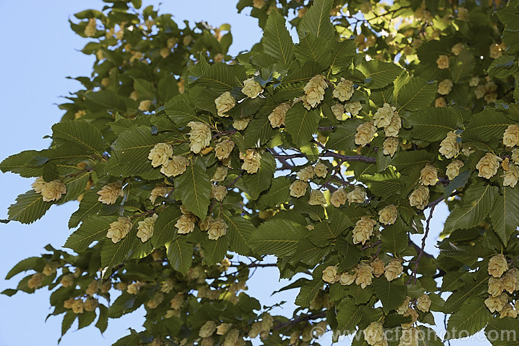 Japanese Hornbeam (<i>Carpinus japonica</i>), a deciduous tree up to 15m tall. It is native to Japan, produces flower catkins to 6cm long in spring and from midsummer carries conspicuous hop-like clusters of seeds enclosed in a papery membrane, as seen here. The serrated leaves are up 5-10cm long. Order: Fagales, Family: Betulaceae