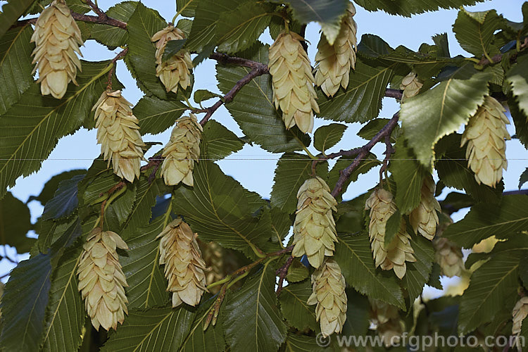 Japanese Hornbeam (<i>Carpinus japonica</i>), a deciduous tree up to 15m tall. It is native to Japan, produces flower catkins to 6cm long in spring and from midsummer carries conspicuous hop-like clusters of seeds enclosed in a papery membrane, as seen here. The serrated leaves are up 5-10cm long. Order: Fagales, Family: Betulaceae