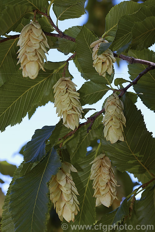 Japanese Hornbeam (<i>Carpinus japonica</i>), a deciduous tree up to 15m tall. It is native to Japan, produces flower catkins to 6cm long in spring and from midsummer carries conspicuous hop-like clusters of seeds enclosed in a papery membrane, as seen here. The serrated leaves are up 5-10cm long. Order: Fagales, Family: Betulaceae