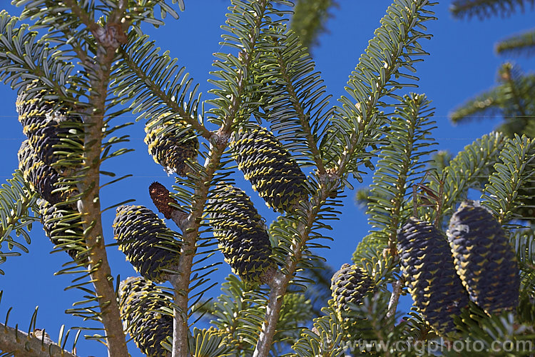 Korean Fir (<i>Abies koreana</i>), an evergreen. South Korean conifer up to 15m tall. It has short, thick, leathery leaves and often produces an abundance of cones, which are very attractive when young. They are initially purple-blue overall and quite squat, but as they mature, they elongate and small creamy yellow wings form the seeds begin to emerge from the cones, which often drip clear resin. There are several cultivars, including dwarf forms. Order: Pinales, Family: Pinaceae