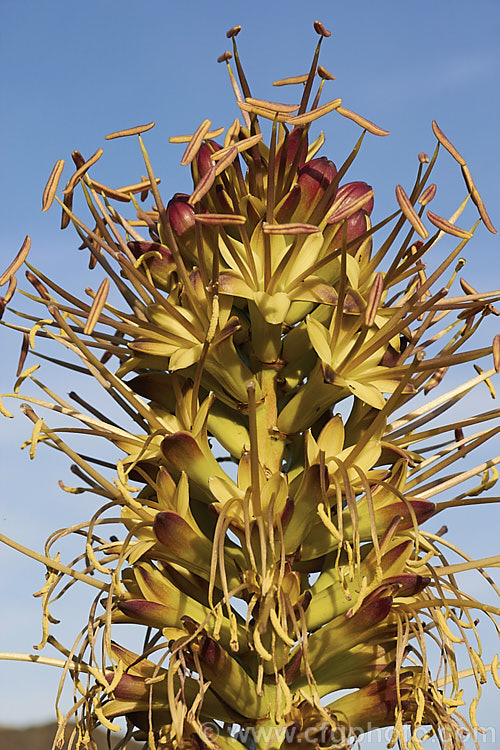 The top of the flowerhead of <i>Agave chiapensis</i>, an evergreen succulent endemic to the Mexican state of Chiapas. It forms a single rosette or small clumps or rosettes of light green to grey-green, toothed-edged leaves and produces an erect, usually unbranching flower spike to 2m tall. The densely massed flowers are yellow green and open from reddish purple buds. Order: Asparagales, Family: Asparagaceae