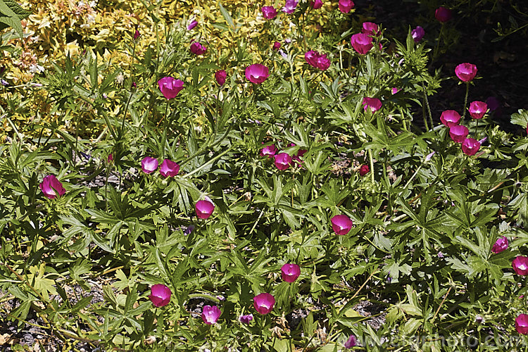 Purple Poppy. Mallow (<i>Callirhoe involucrata</i>), a low, spreading, summer-flowering perennial native to the western United States. The plant develops a long taproot and its flowers, usually white-centred, range for mid pink to deep magenta in colour. callirhoe-2623htm'>Callirhoe.