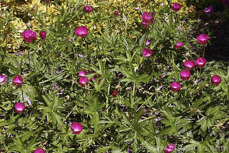 Purple Poppy. Mallow (<i>Callirhoe involucrata</i>), a low, spreading, summer-flowering perennial native to the western United States. The plant develops a long taproot and its flowers, usually white-centred, range for mid pink to deep magenta in colour. callirhoe-2623htm'>Callirhoe.