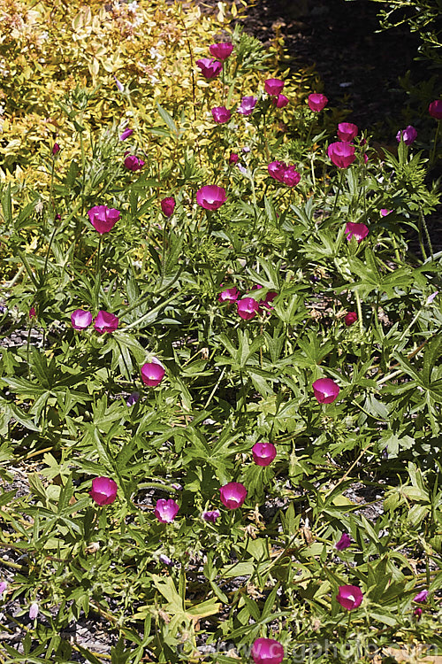 Purple Poppy. Mallow (<i>Callirhoe involucrata</i>), a low, spreading, summer-flowering perennial native to the western United States. The plant develops a long taproot and its flowers, usually white-centred, range for mid pink to deep magenta in colour. callirhoe-2623htm'>Callirhoe.