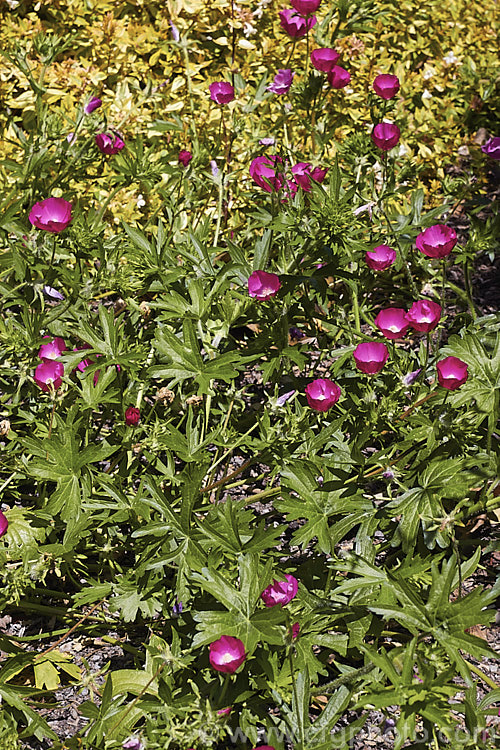 Purple Poppy. Mallow (<i>Callirhoe involucrata</i>), a low, spreading, summer-flowering perennial native to the western United States. The plant develops a long taproot and its flowers, usually white-centred, range for mid pink to deep magenta in colour. callirhoe-2623htm'>Callirhoe.