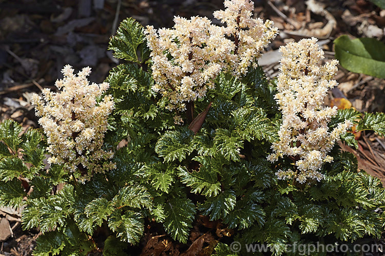 Astilbe x crispa 'Lilliput', a very compact, low growing hybrid astilbe with glossy, crinkled foliage and short, pale salmon pink flower plumes. It blooms in summer and is an excellent rockery plant. astilbe-2381htm'>Astilbe. <a href='saxifragaceae-plant-family-photoshtml'>Saxifragaceae</a>.