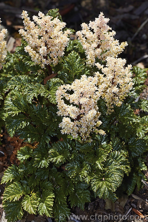 Astilbe x crispa 'Lilliput', a very compact, low growing hybrid astilbe with glossy, crinkled foliage and short, pale salmon pink flower plumes. It blooms in summer and is an excellent rockery plant. astilbe-2381htm'>Astilbe. <a href='saxifragaceae-plant-family-photoshtml'>Saxifragaceae</a>.