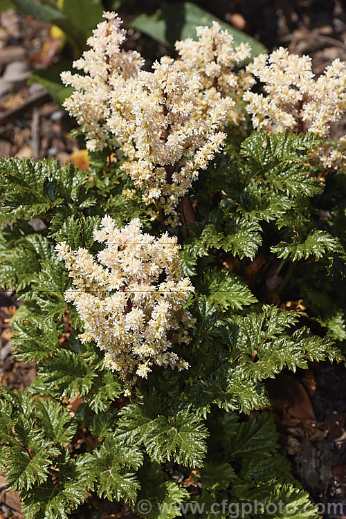 Astilbe x crispa 'Lilliput', a very compact, low growing hybrid astilbe with glossy, crinkled foliage and short, pale salmon pink flower plumes. It blooms in summer and is an excellent rockery plant. astilbe-2381htm'>Astilbe. <a href='saxifragaceae-plant-family-photoshtml'>Saxifragaceae</a>.