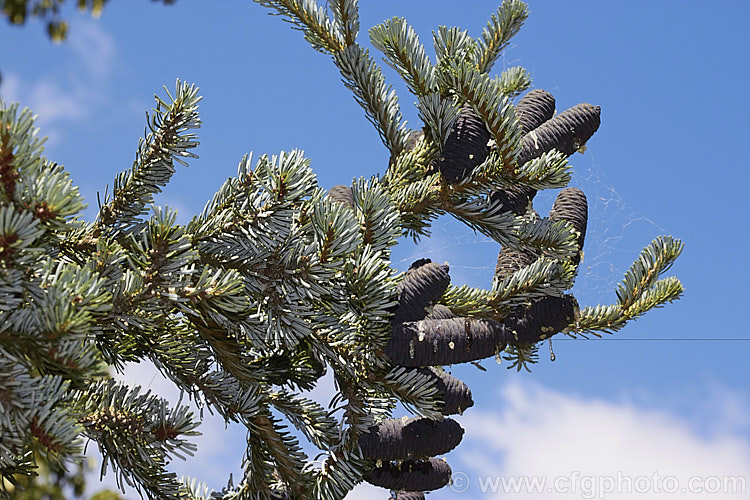 Veitch's Fir, Veitch's Silver Fir, Shikoku Fir or Christmas Tree (<i>Abies veitchii</i>), an evergreen, 20-35m tall conifer native to central and southern Japan. Its purple-blue cones are up to 8cm long. The tree may have quite a broad crown but is often very erect and narrow. The undersides of the foliage are a bright silvery white. Order: Pinales, Family: Pinaceae