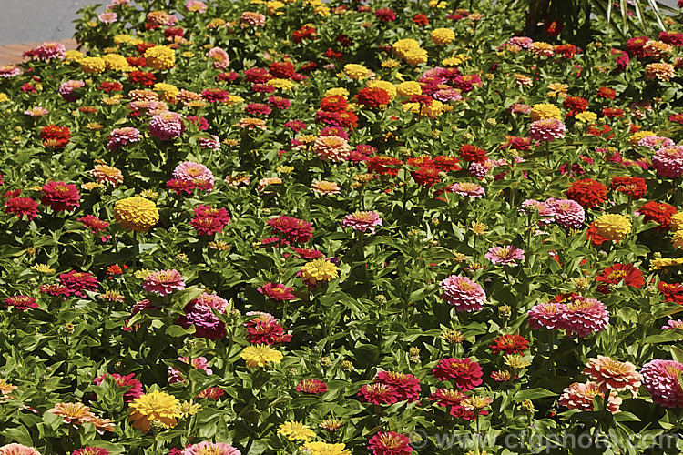 Dwarf Double-flowered Zinnia (<i>Zinnia elegans 'Distance' mix</i>), these large-flowered dwarf plants are typical of bedding zinnias, with a stocky habit, good rain-resistance and vibrant flower colours. Order: Asterales, Family: Asteraceae