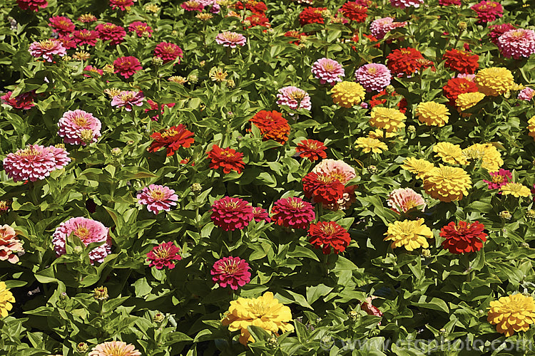 Dwarf Double-flowered Zinnia (<i>Zinnia elegans 'Distance' mix</i>), these large-flowered dwarf plants are typical of bedding zinnias, with a stocky habit, good rain-resistance and vibrant flower colours. Order: Asterales, Family: Asteraceae