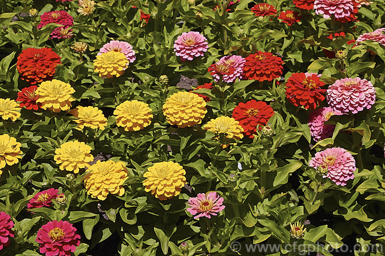 Dwarf Double-flowered Zinnia (<i>Zinnia elegans 'Distance' mix</i>), these large-flowered dwarf plants are typical of bedding zinnias, with a stocky habit, good rain-resistance and vibrant flower colours. Order: Asterales, Family: Asteraceae