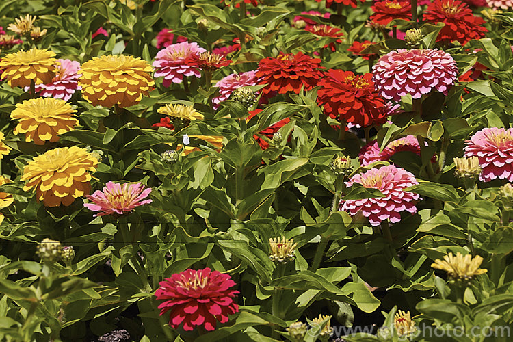 Dwarf Double-flowered Zinnia (<i>Zinnia elegans 'Distance' mix</i>), these large-flowered dwarf plants are typical of bedding zinnias, with a stocky habit, good rain-resistance and vibrant flower colours. Order: Asterales, Family: Asteraceae