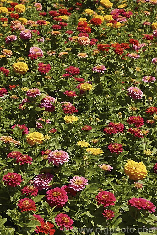 Dwarf Double-flowered Zinnia (<i>Zinnia elegans 'Distance' mix</i>), these large-flowered dwarf plants are typical of bedding zinnias, with a stocky habit, good rain-resistance and vibrant flower colours. Order: Asterales, Family: Asteraceae