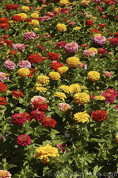 Dwarf Double-flowered Zinnia (<i>Zinnia elegans 'Distance' mix</i>), these large-flowered dwarf plants are typical of bedding zinnias, with a stocky habit, good rain-resistance and vibrant flower colours. Order: Asterales, Family: Asteraceae