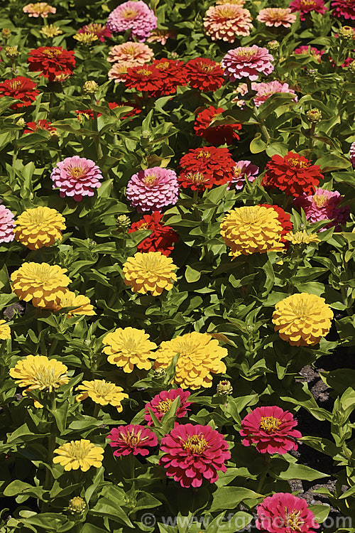 Dwarf Double-flowered Zinnia (<i>Zinnia elegans 'Distance' mix</i>), these large-flowered dwarf plants are typical of bedding zinnias, with a stocky habit, good rain-resistance and vibrant flower colours. Order: Asterales, Family: Asteraceae