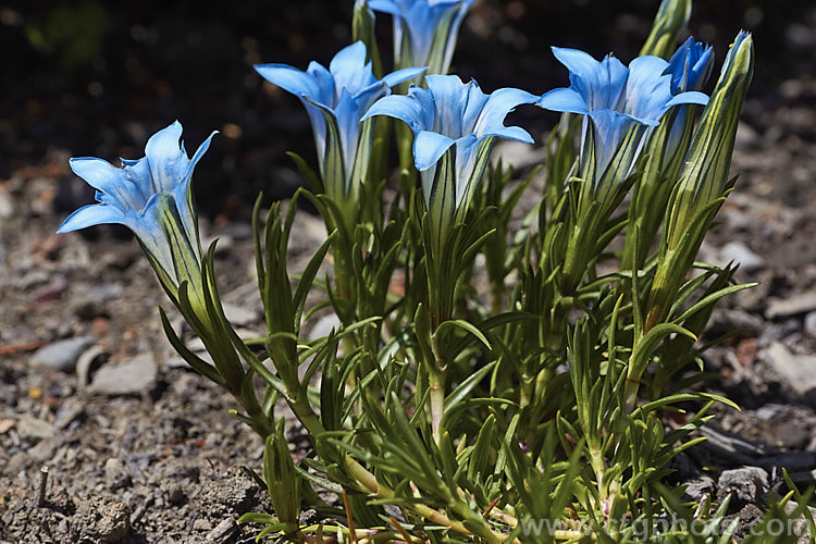 Gentiana x carolii (<i>Gentiana farreri x Gentiana lawrencei</i>), a small, late summer- to early autumn-flowering garden hybrid between a Chinese and a Siberian gentian. It has a trailing habit and its small flowers are a distinctive mid-blue shade. An excellent rockery plant. gentiana-2191htm'>Gentiana. <a href='gentianaceae-plant-family-photoshtml'>Gentianaceae</a>.