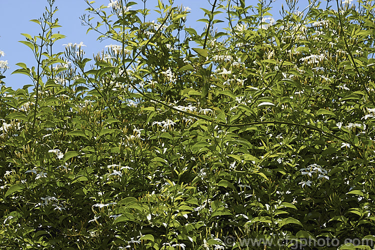 Azores. Jasmine (<i>Jasminum azoricum</i>), a sweetly scented shrub or scrambling climber native to the Azores. It is rather frost tender but does well in any mild temperate to subtropical climate. jasminum-2201htm'>Jasminum. <a href='oleaceae-plant-family-photoshtml'>Oleaceae</a>.