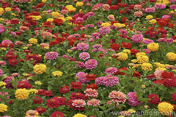 Dwarf Double-flowered Zinnia (<i>Zinnia elegans 'Distance' mix</i>), these large-flowered dwarf plants are typical of bedding zinnias, with a stocky habit, good rain-resistance and vibrant flower colours. Order: Asterales, Family: Asteraceae