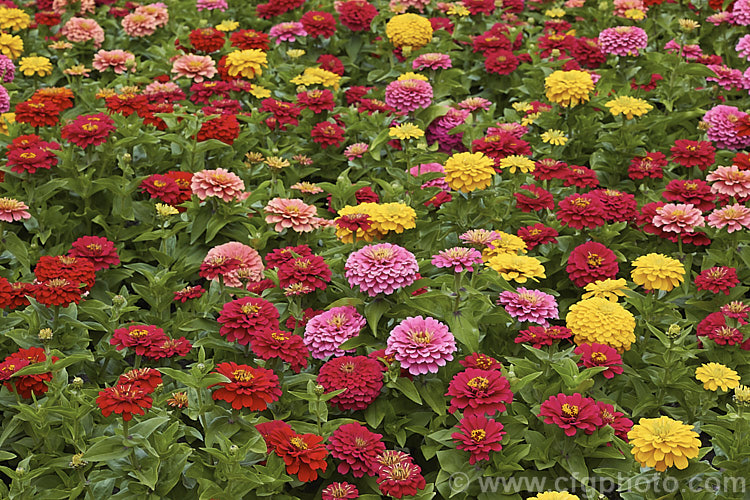 Dwarf Double-flowered Zinnia (<i>Zinnia elegans 'Distance' mix</i>), these large-flowered dwarf plants are typical of bedding zinnias, with a stocky habit, good rain-resistance and vibrant flower colours. Order: Asterales, Family: Asteraceae