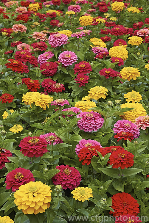 Dwarf Double-flowered Zinnia (<i>Zinnia elegans 'Distance' mix</i>), these large-flowered dwarf plants are typical of bedding zinnias, with a stocky habit, good rain-resistance and vibrant flower colours. Order: Asterales, Family: Asteraceae