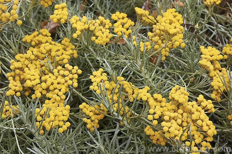 Curry Plant (<i>Helichrysum italicum subsp. serotinum [syn. Helichrysum angustifolium]), a summer-flowering subshrub native to southern Europe. While not the source of curry, this plant's foliage does have a strong curry aroma when crushed. Order: Asterales, Family: Asteraceae