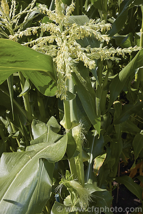 Sweet Corn, Maize or Corn (<i>Zea mays</i>) in flower. The head of male flowers at the top of the stem shed pollen onto the tassel-like female flowers below, which develop into the individual seeds on the corn cob. Sweet Corn is a robust annual grass from Central America that is grown for its edible seed heads (cobs</i>). There are many cultivars. Order: Poales, Family: Poaceae