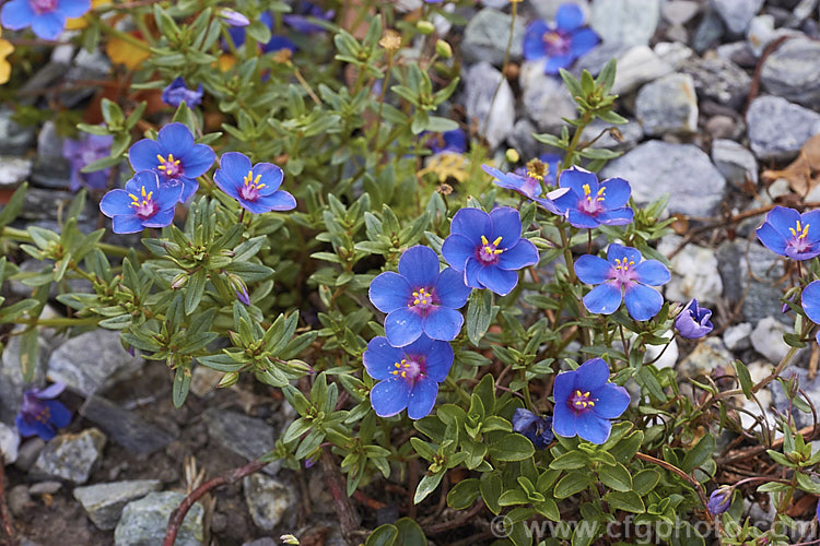 Anagallis monellii 'Blue Light', a large-flowered cultivar of the Blue Pimpernel, a low-growing, spreading perennial with intensely blue flowers; native to the Mediterranean region. The slightly rolled petal edges are a distinctive feature of 'Blue Light'. Order: Ericales, Family: Primulaceae