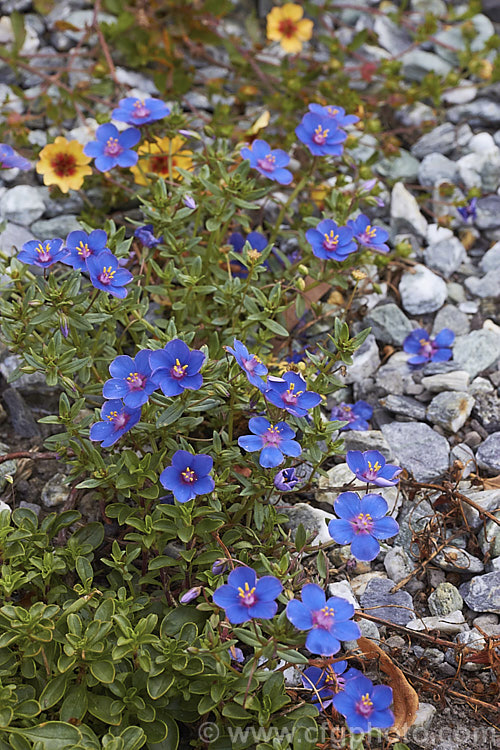 Anagallis monellii 'Blue Light', a large-flowered cultivar of the Blue Pimpernel, a low-growing, spreading perennial with intensely blue flowers; native to the Mediterranean region. The slightly rolled petal edges are a distinctive feature of 'Blue Light'. Order: Ericales, Family: Primulaceae