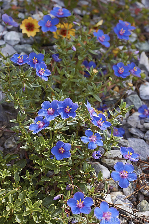 Anagallis monellii 'Blue Light', a large-flowered cultivar of the Blue Pimpernel, a low-growing, spreading perennial with intensely blue flowers; native to the Mediterranean region. The slightly rolled petal edges are a distinctive feature of 'Blue Light'. Order: Ericales, Family: Primulaceae